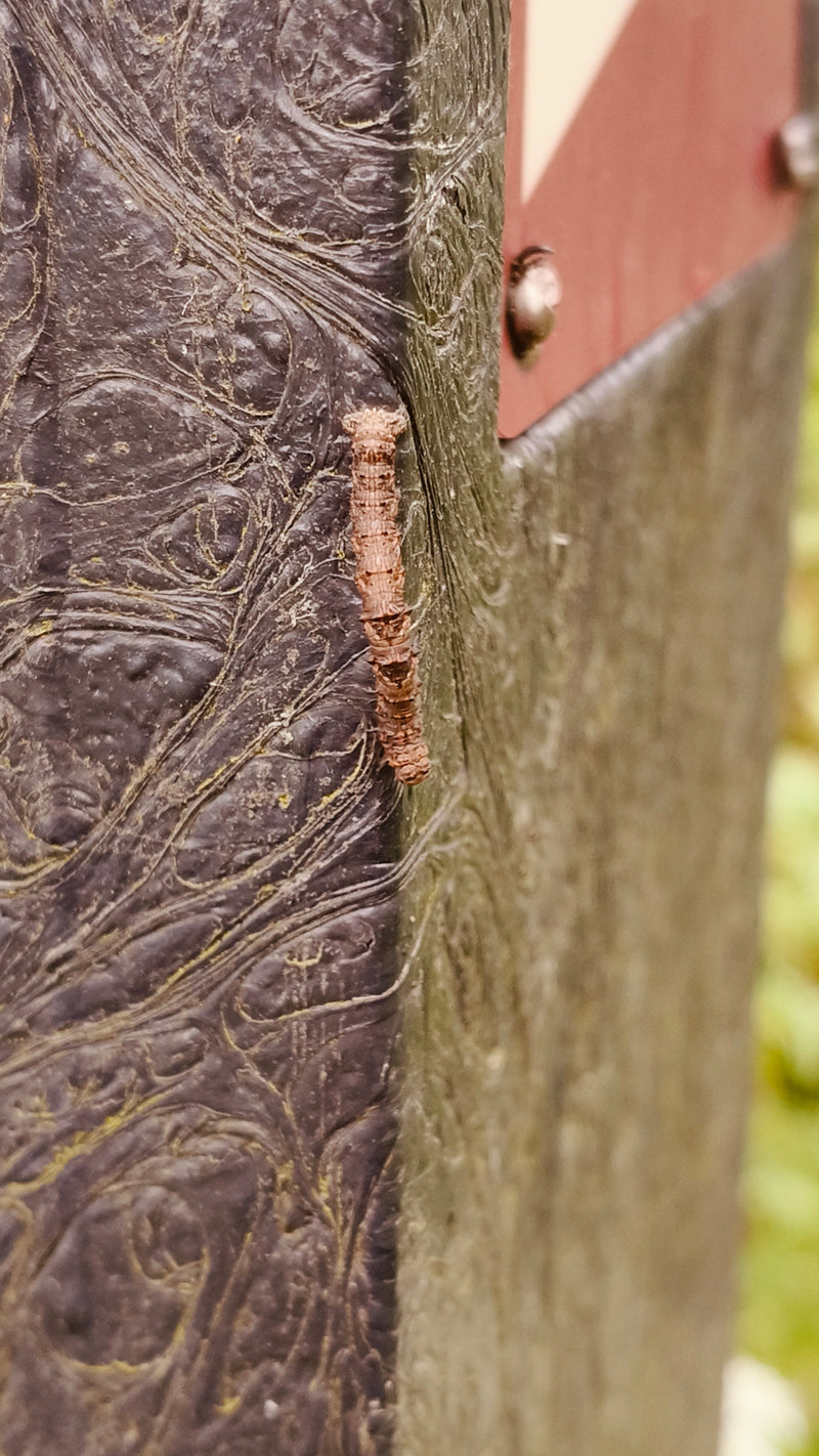 Pfaffenhütchen-Gespinstmotte — Bild 5
