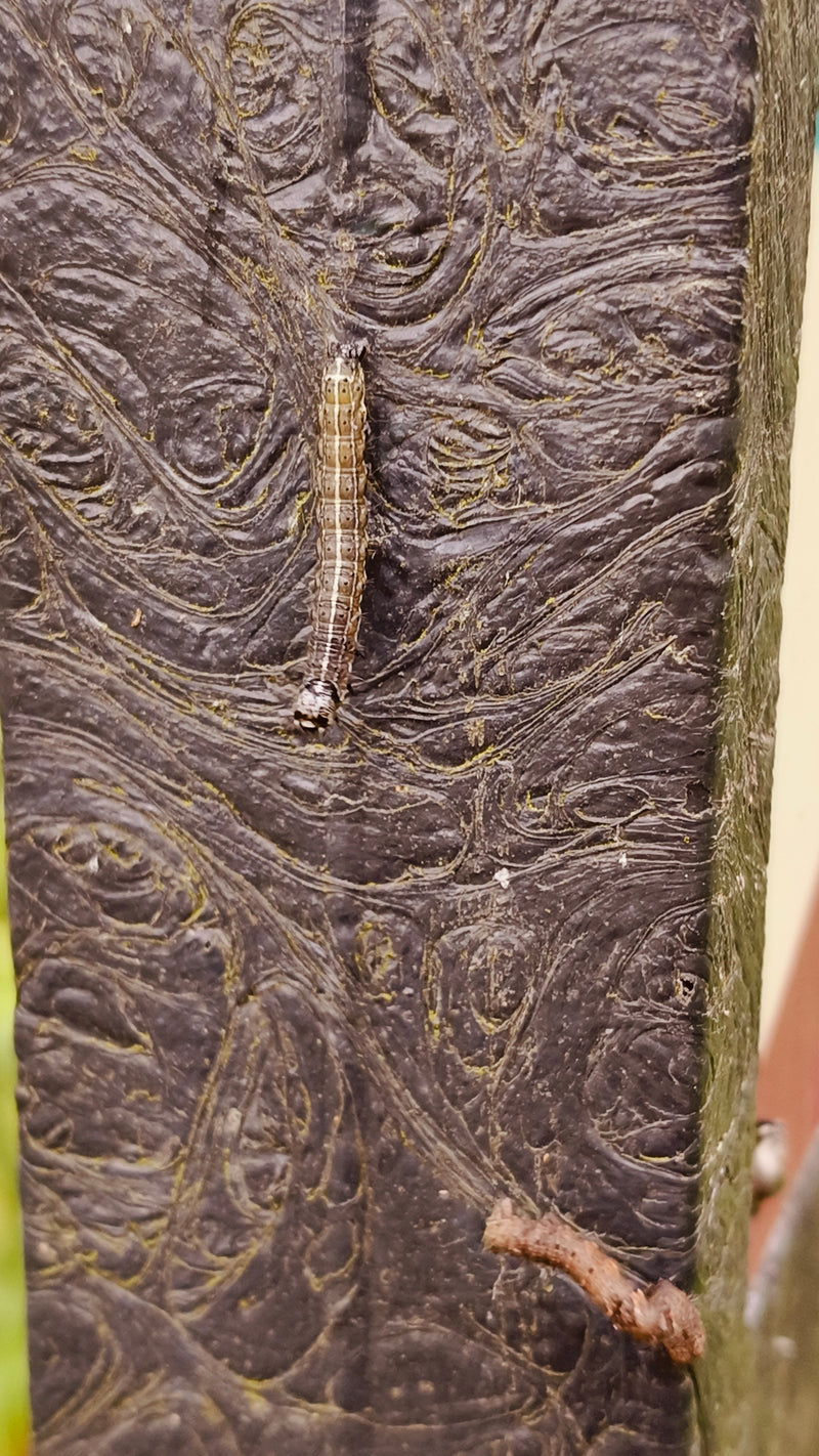 Pfaffenhütchen-Gespinstmotte — Bild 1