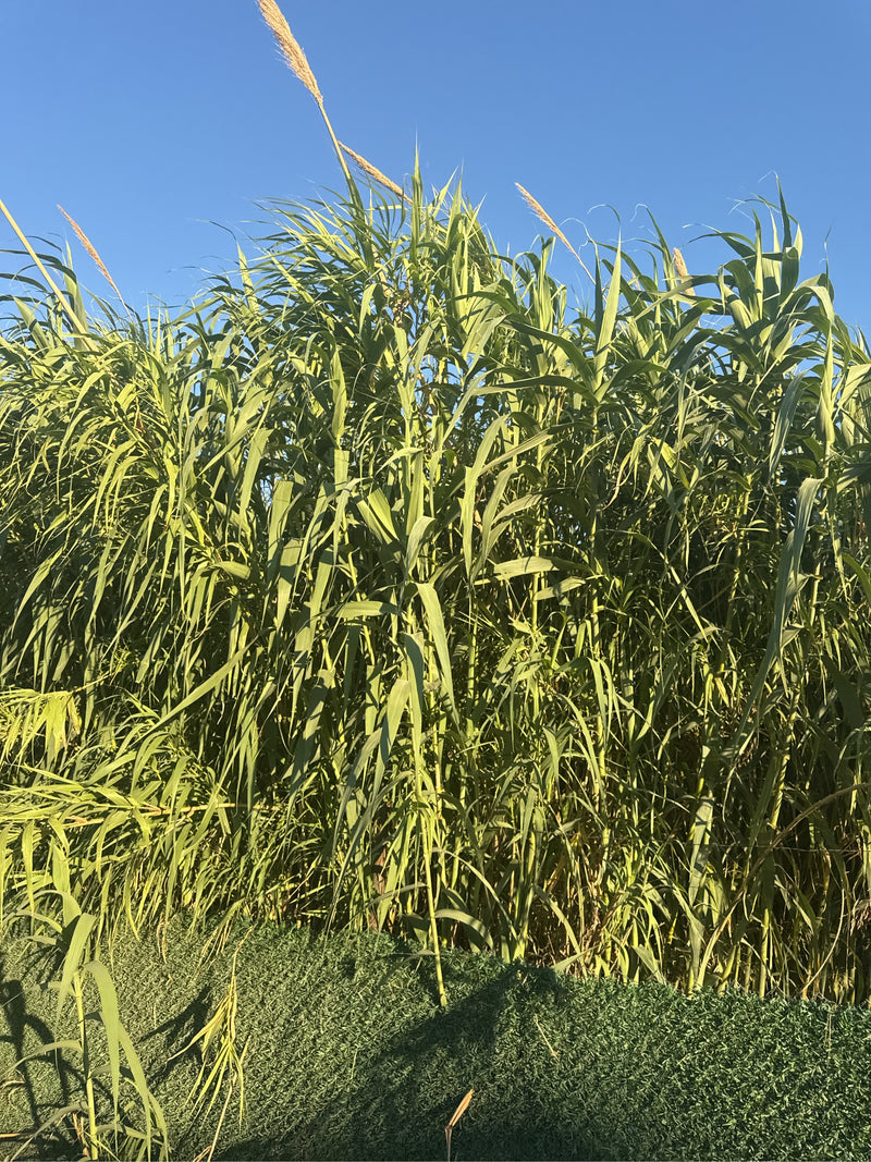 Pfahlrohr — Bild 5
