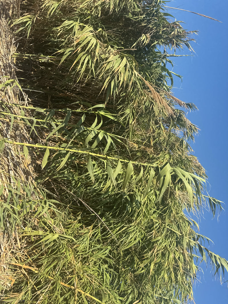 Pfahlrohr — Bild 3