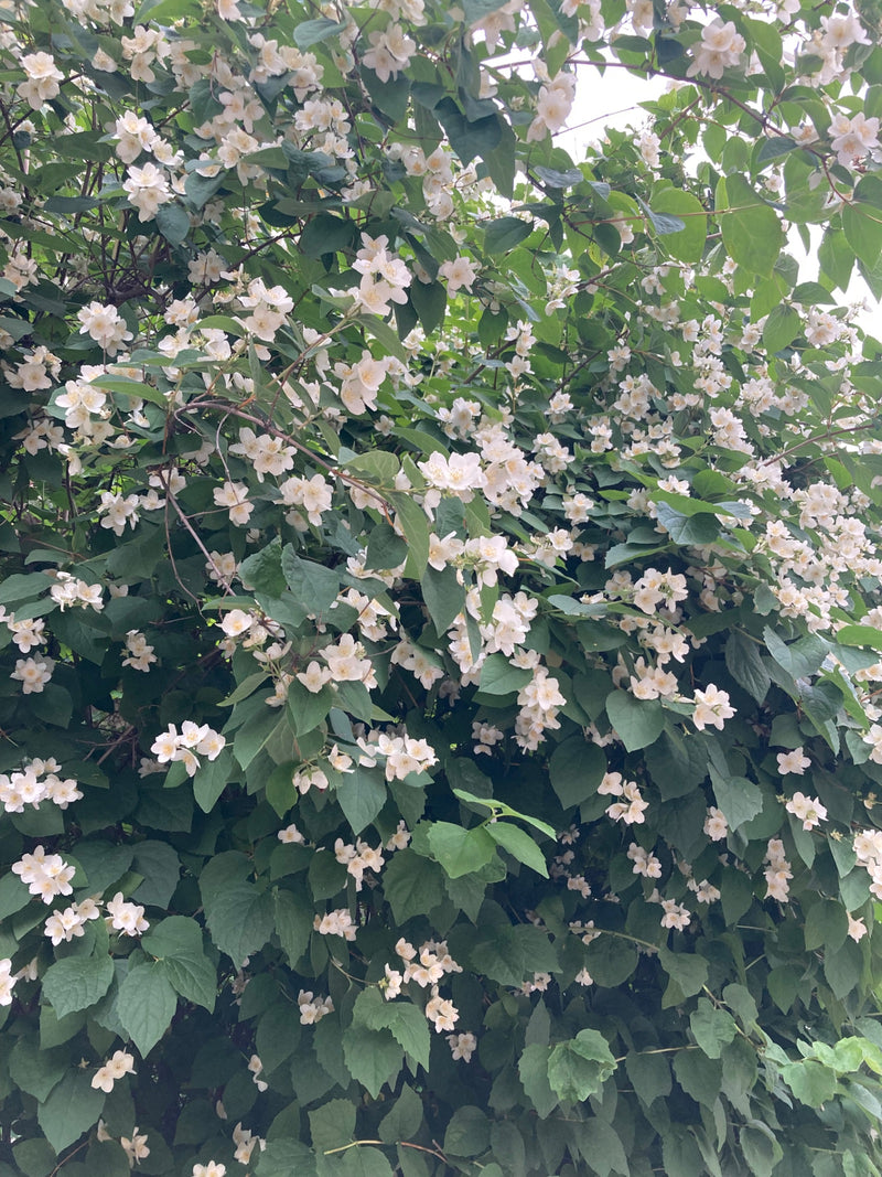 Pfeifenstrauch — Bild 4
