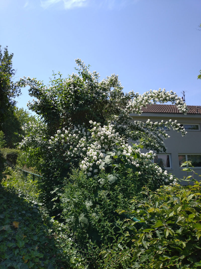 Pfeifenstrauch — Bild 3