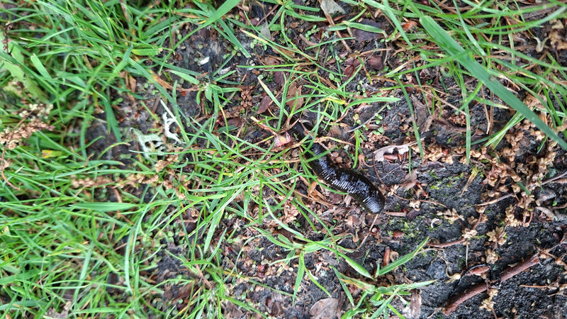 Pferdeegel — Bild 1