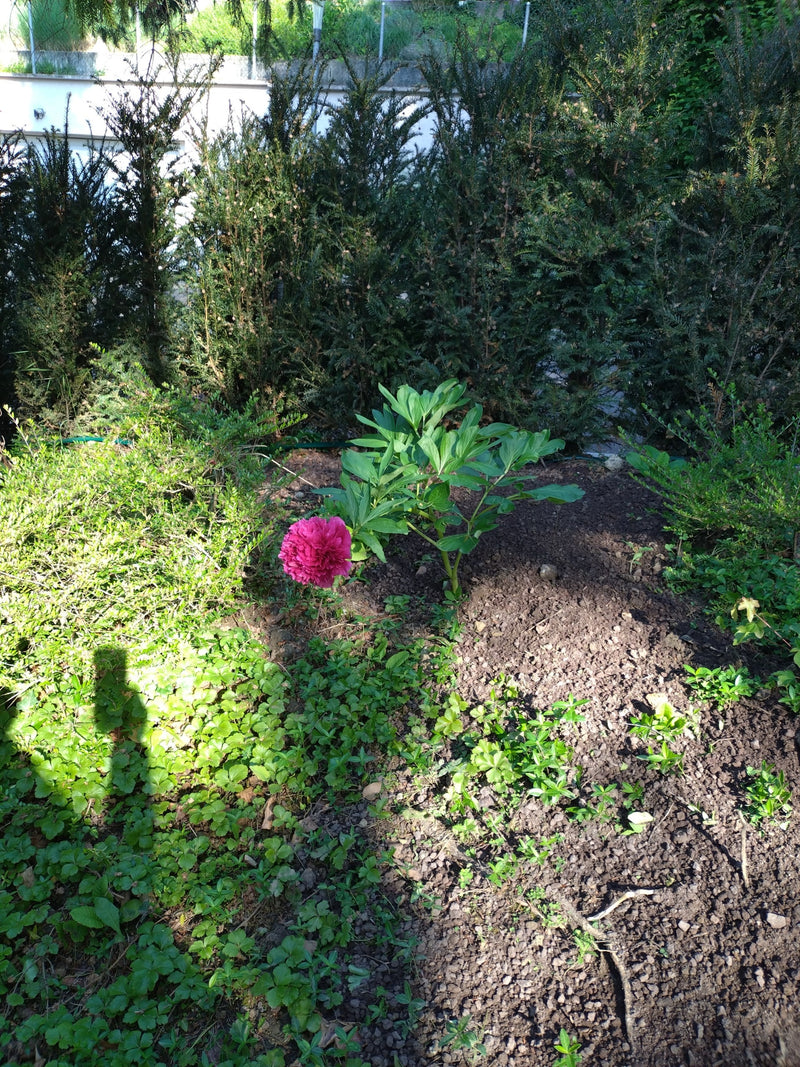 Pfingstrose — Bild 2