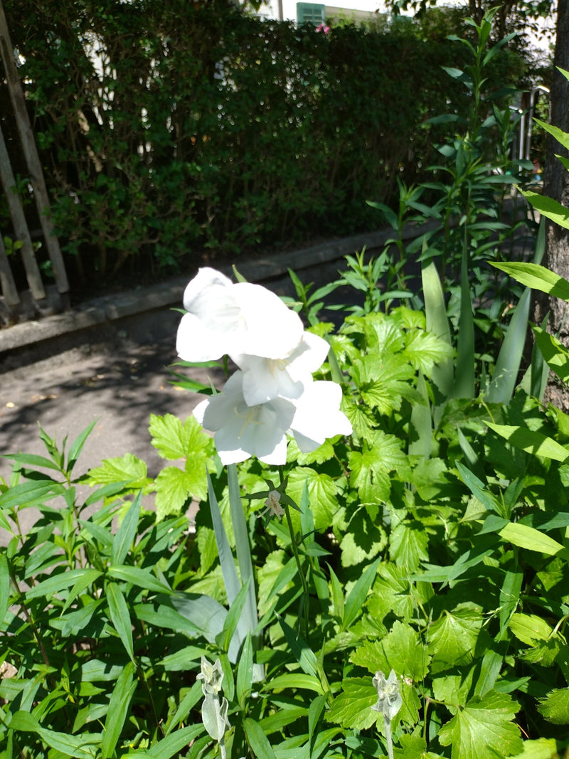 Glockenblume — Bild 2