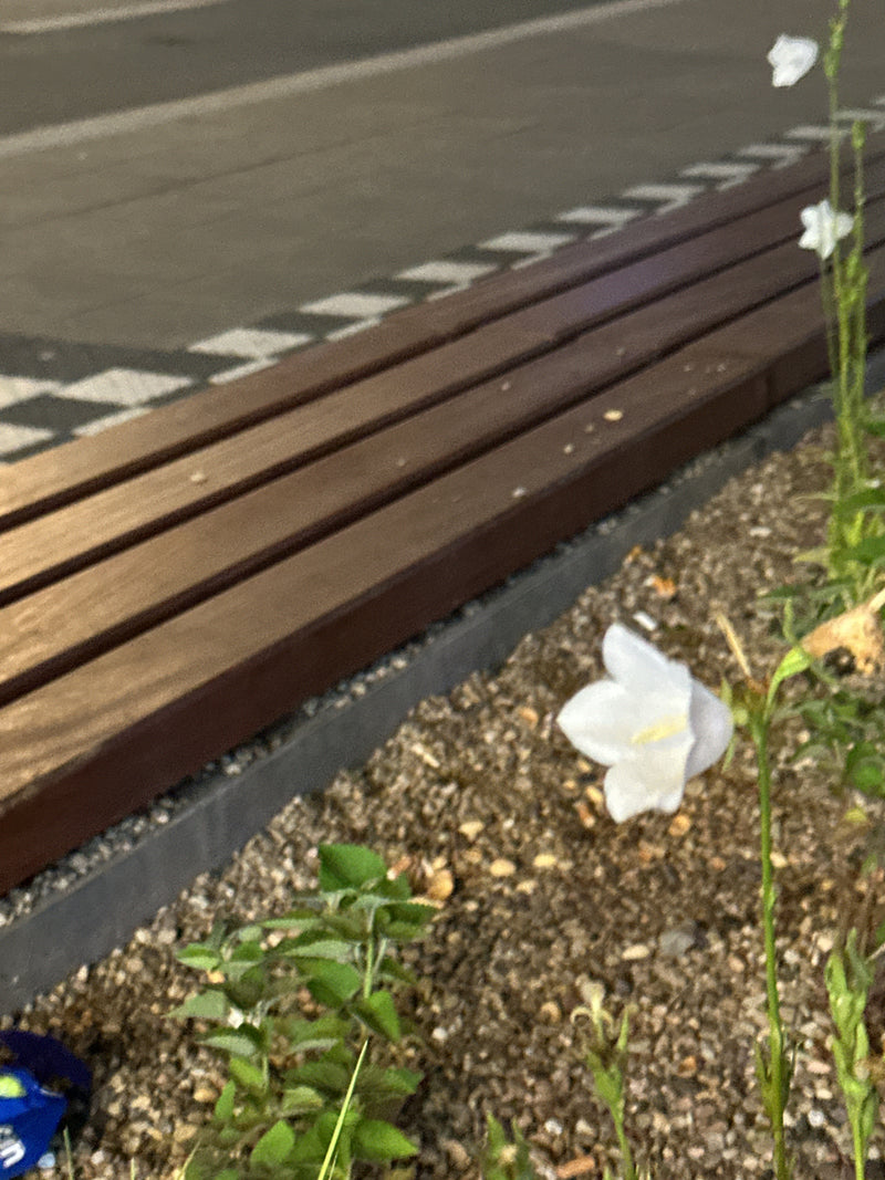 Glockenblume — Bild 3