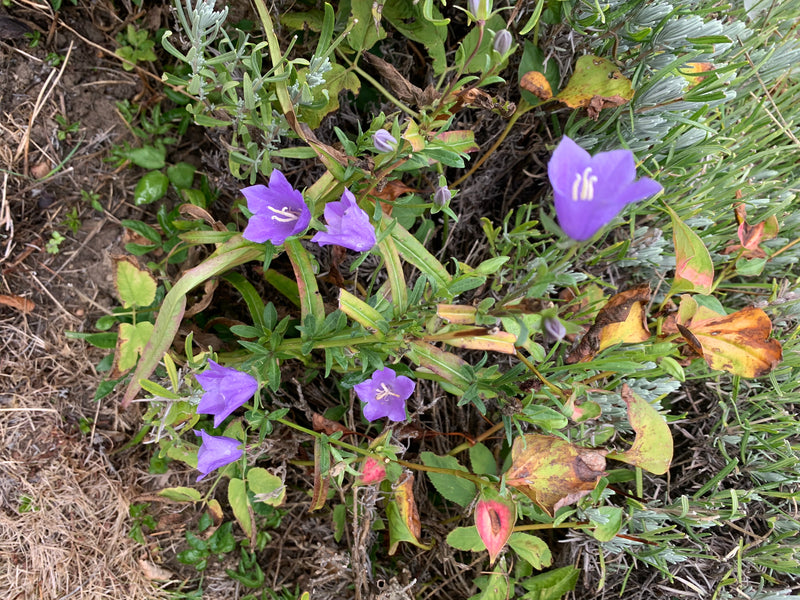 Auf dem Bild sind mehrere violette Blüten einer Glockenblume zu sehen, die von Grün und Erde umgeben sind. Die Pflanzen wachsen bodennah in einer natürlichen...