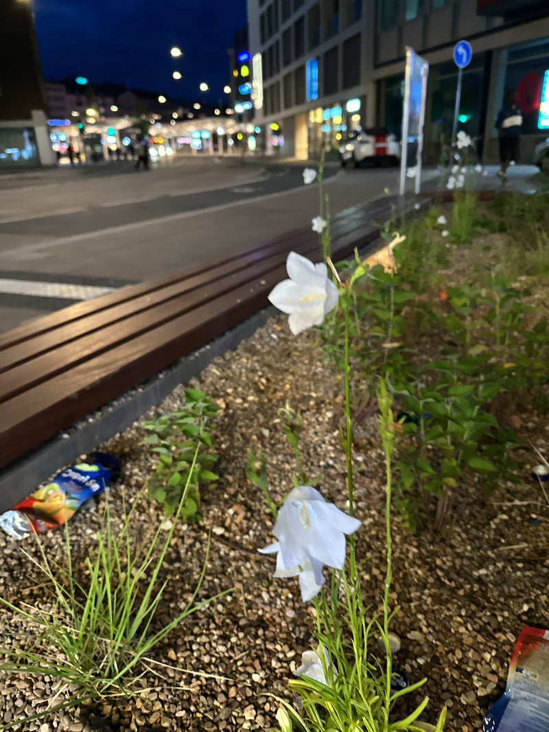 Glockenblume — Bild 1