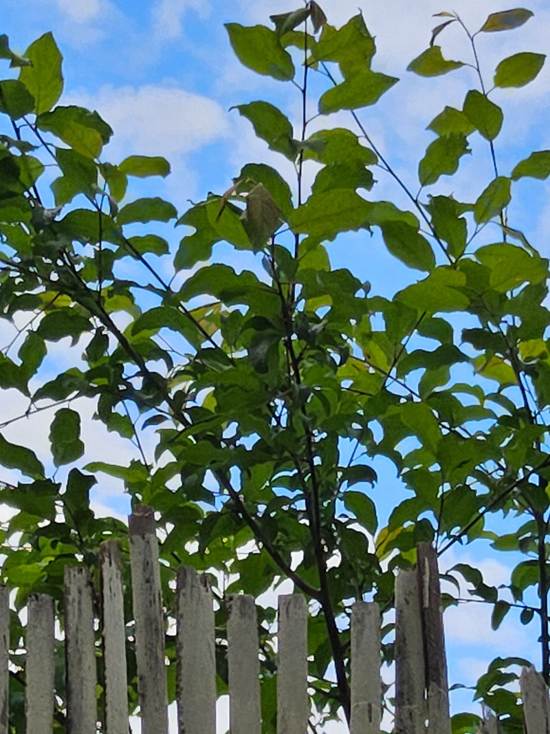 Pflaumenbaum — Bild 2