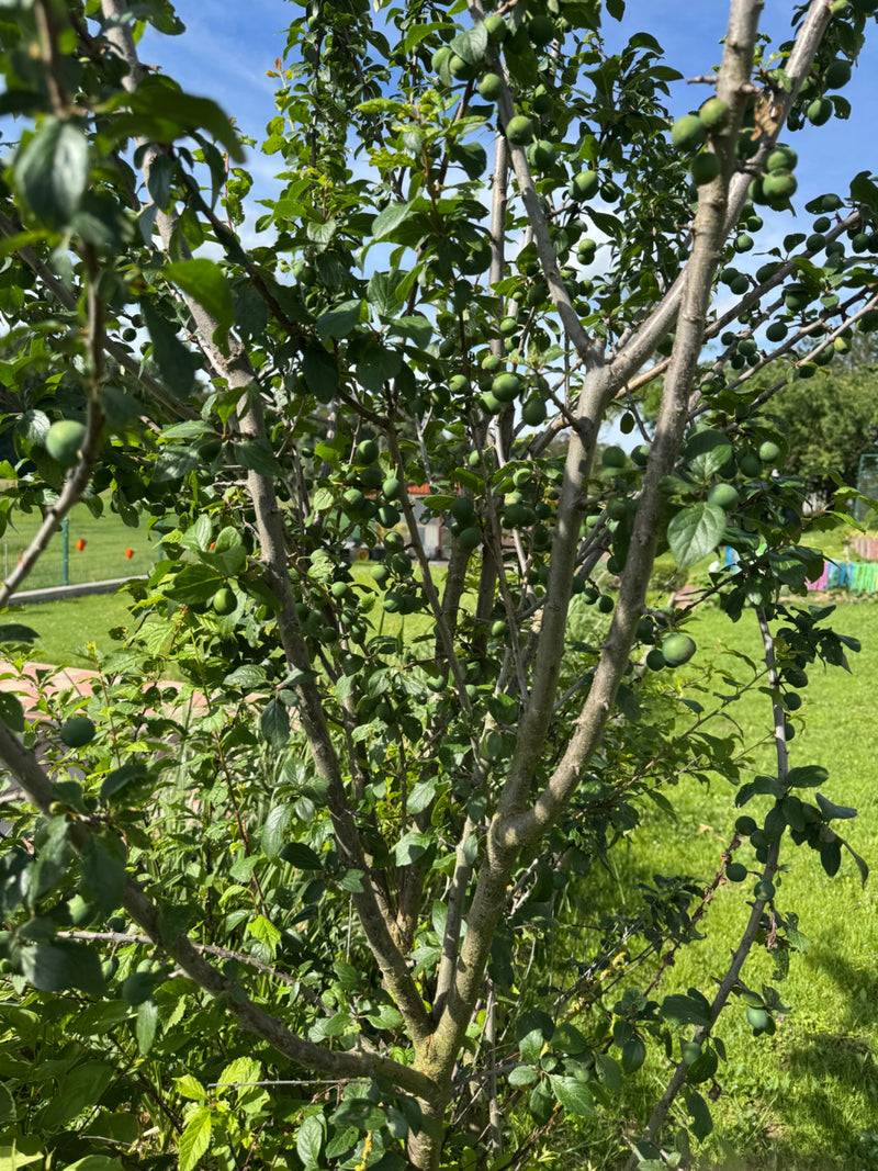 Pflaumenbaum — Bild 1