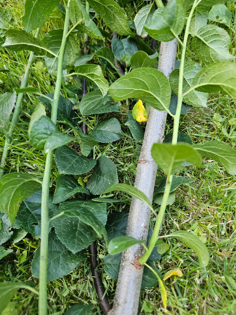 Pflaumenbaum — Bild 3