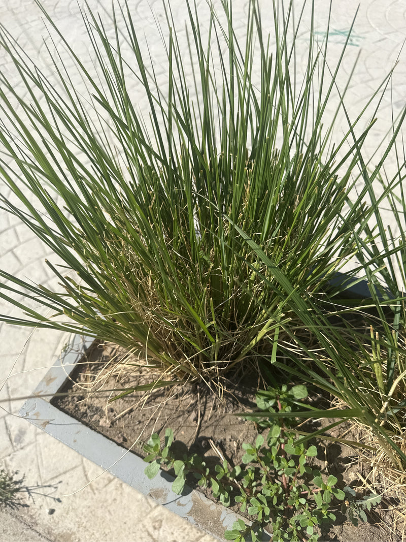 Pfriemengras — Bild 2