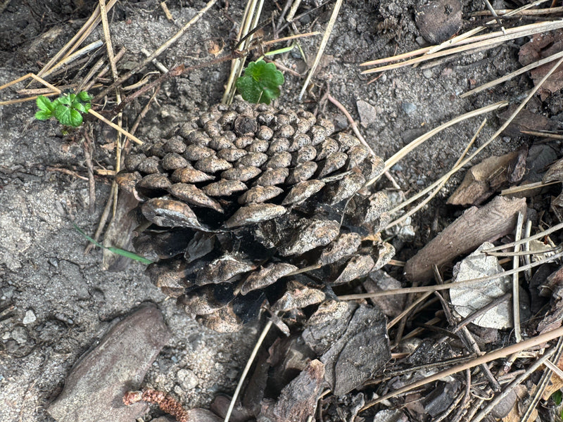Ein geöffneter, großer Zapfen einer Pinie liegt auf dem Erdboden zwischen Nadeln und Holzresten.