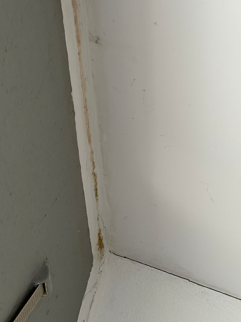 Pinselschimmel — Bild 3