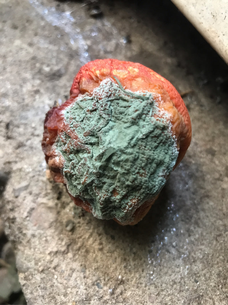 Pinselschimmel — Bild 1 von 2