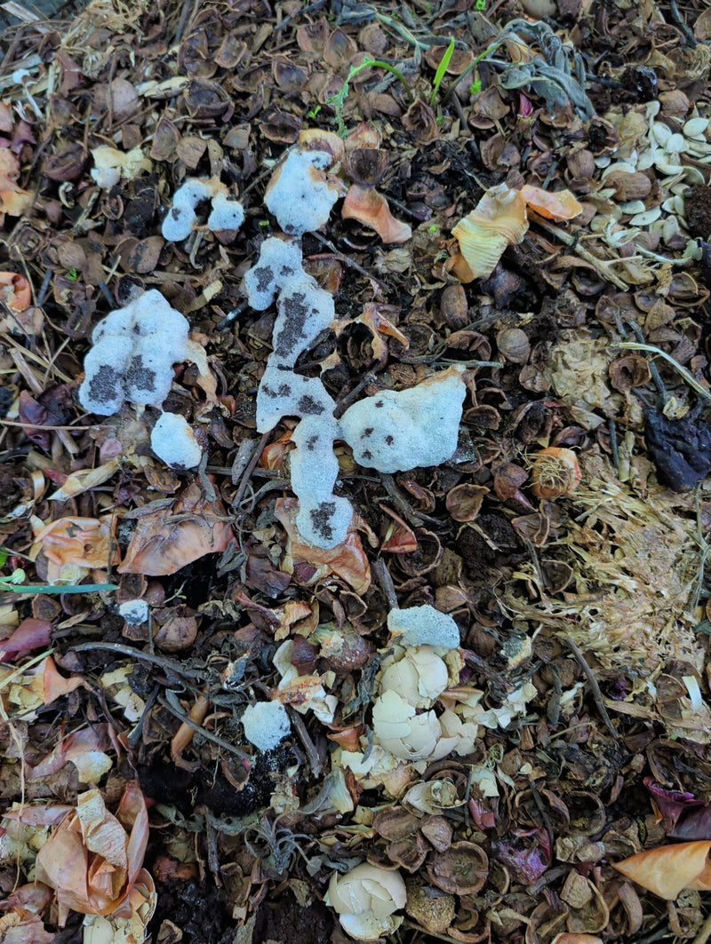 Pinselschimmel — Bild 1