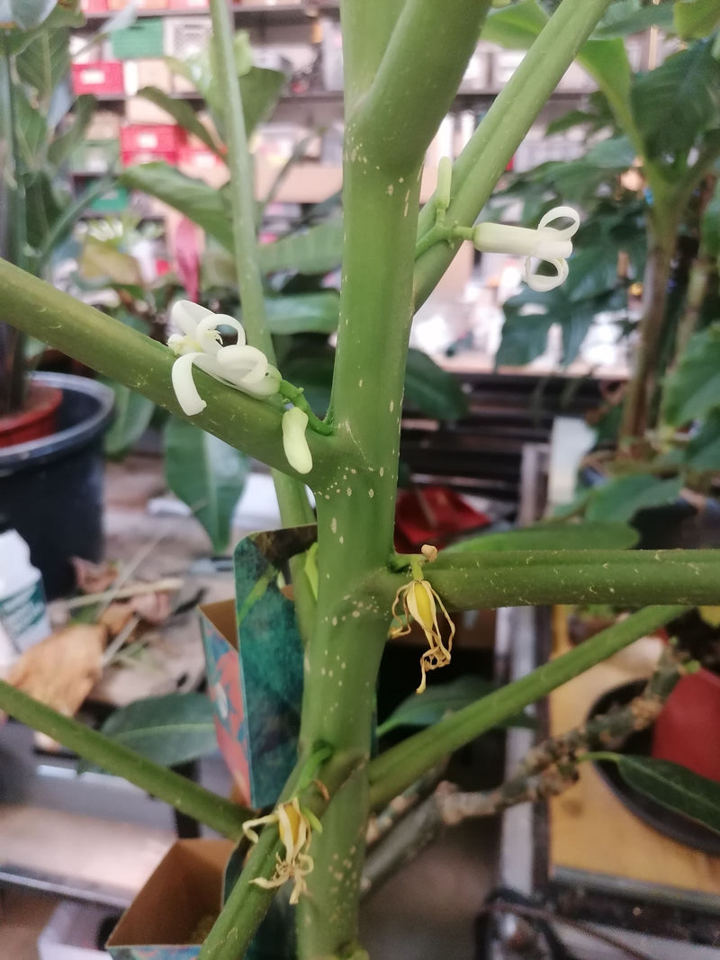Pinwheel-Jasmin — Bild 1