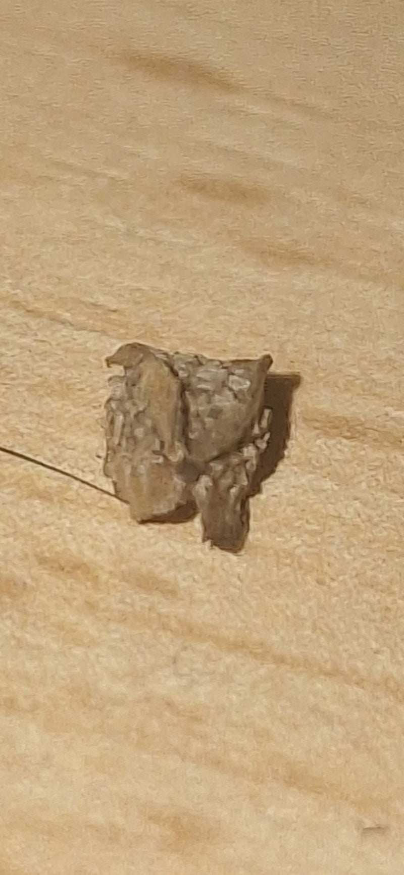 Der flache, aus Sand und Gespinst gebaute Larvensack eines Plaster-Sackträgers ruht auf einer hellen Holzoberfläche.