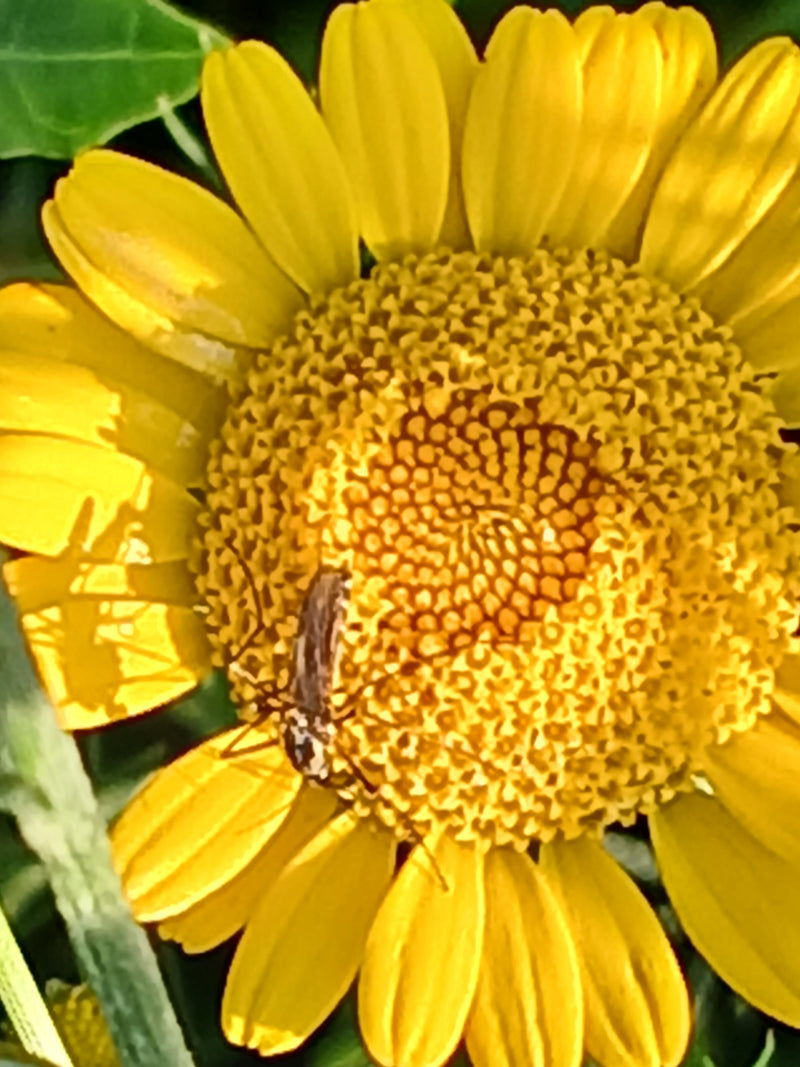 Pollenglanzkäfer — Bild 1