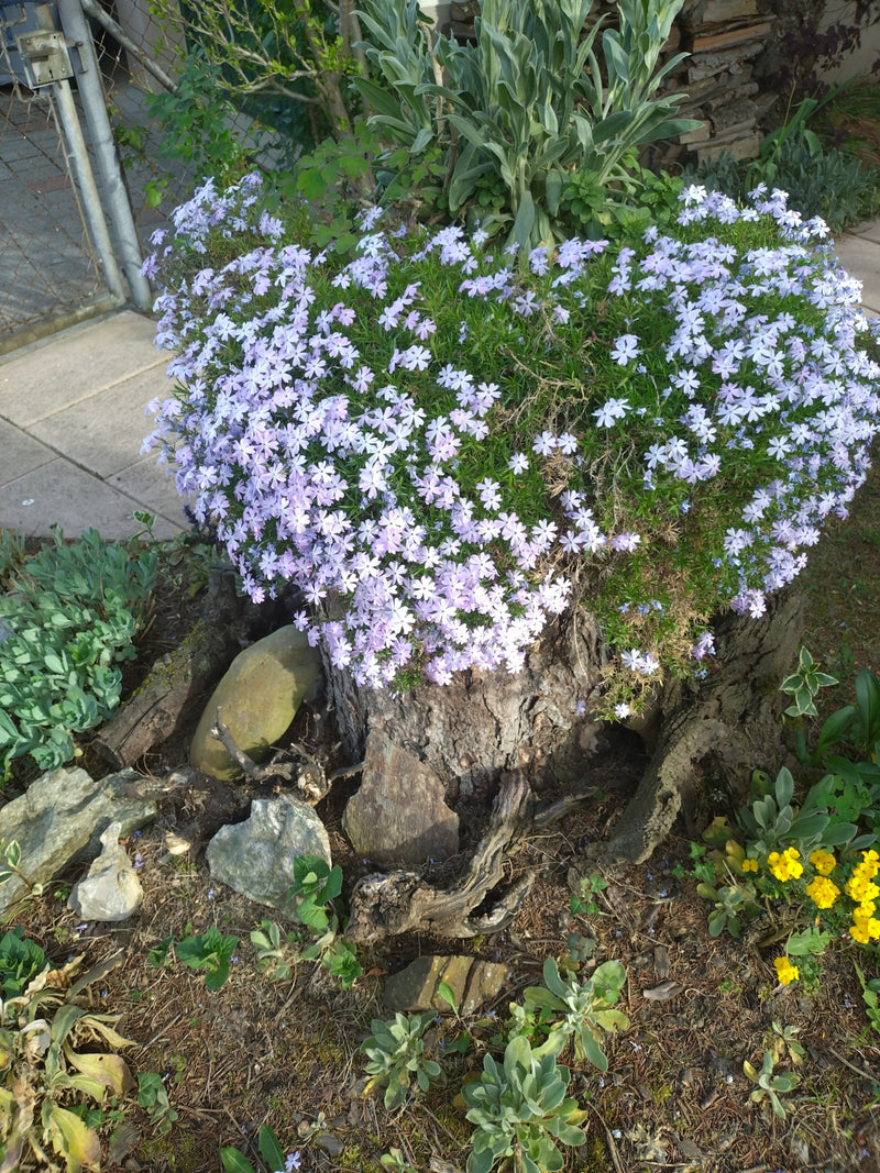 Polster-Phlox — Bild 4