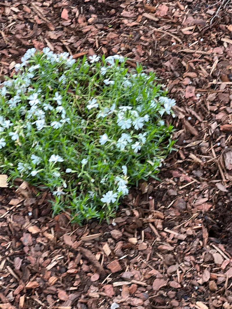 Polster-Phlox — Bild 2