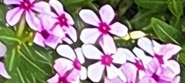 Polster-Phlox — Bild 5