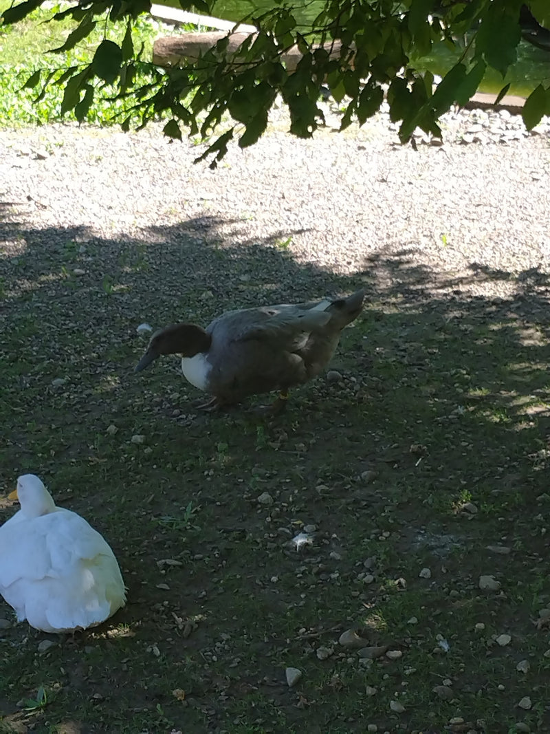 Pommernente — Bild 4
