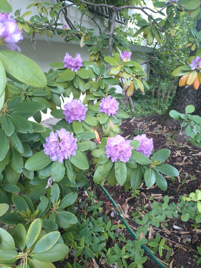 Pontischer Rhododendron — Bild 3