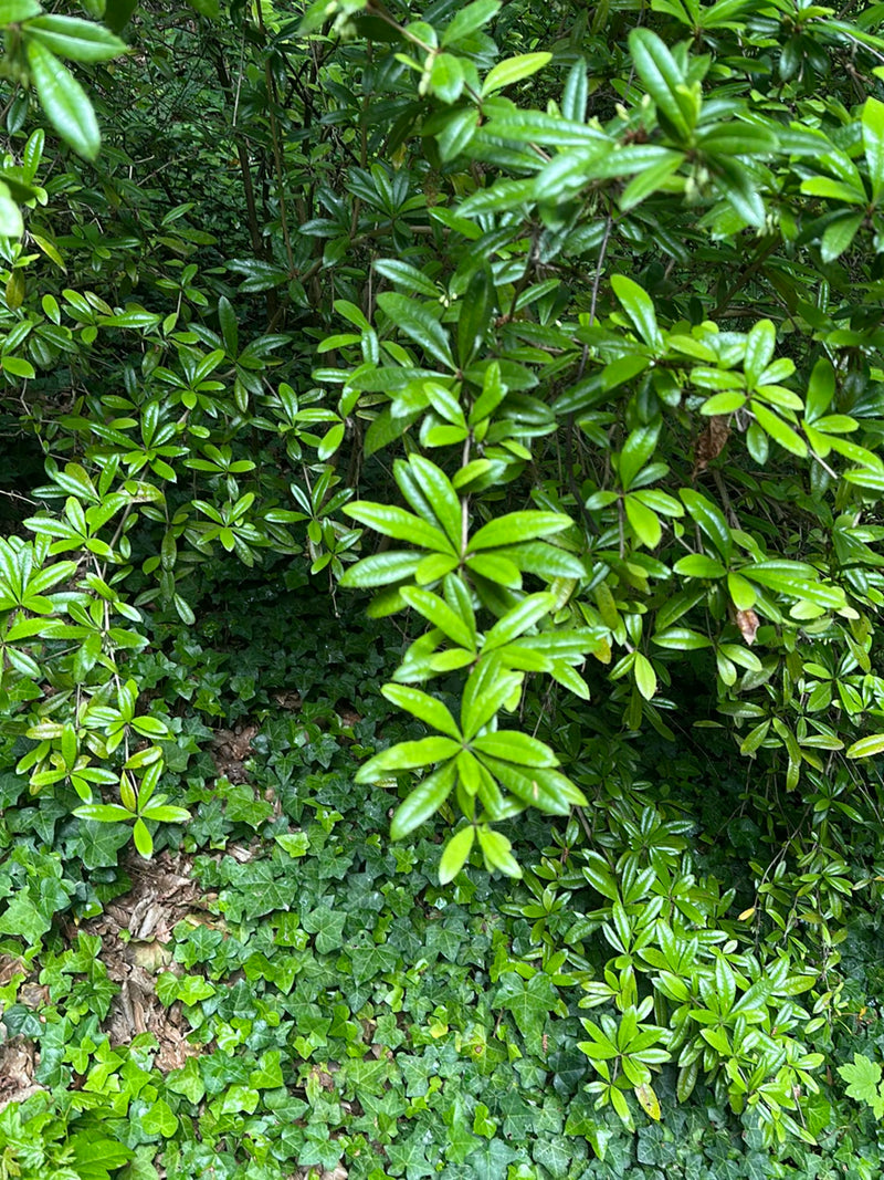 Pontischer Rhododendron — Bild 2
