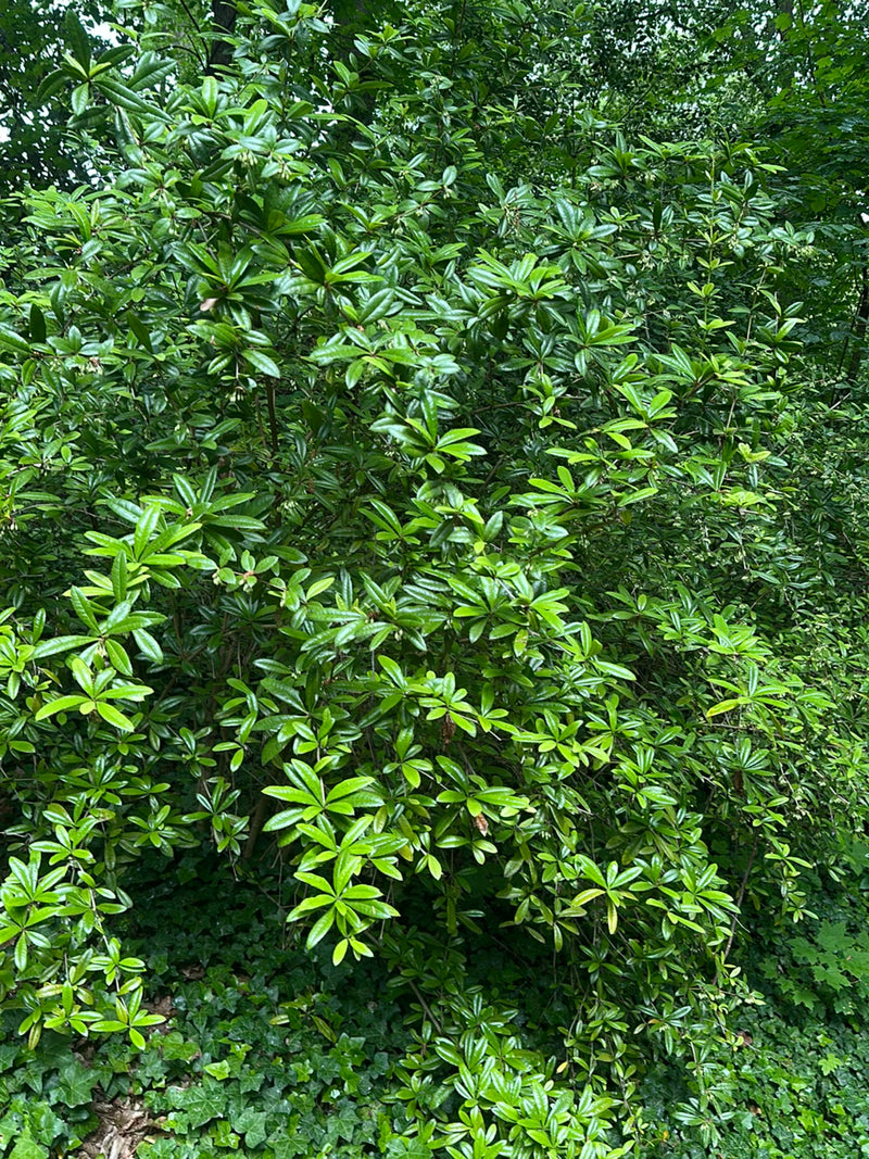 Pontischer Rhododendron — Bild 1