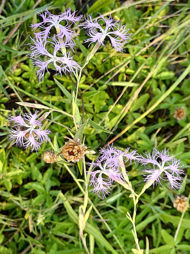 Pracht-Nelke — Bild 2