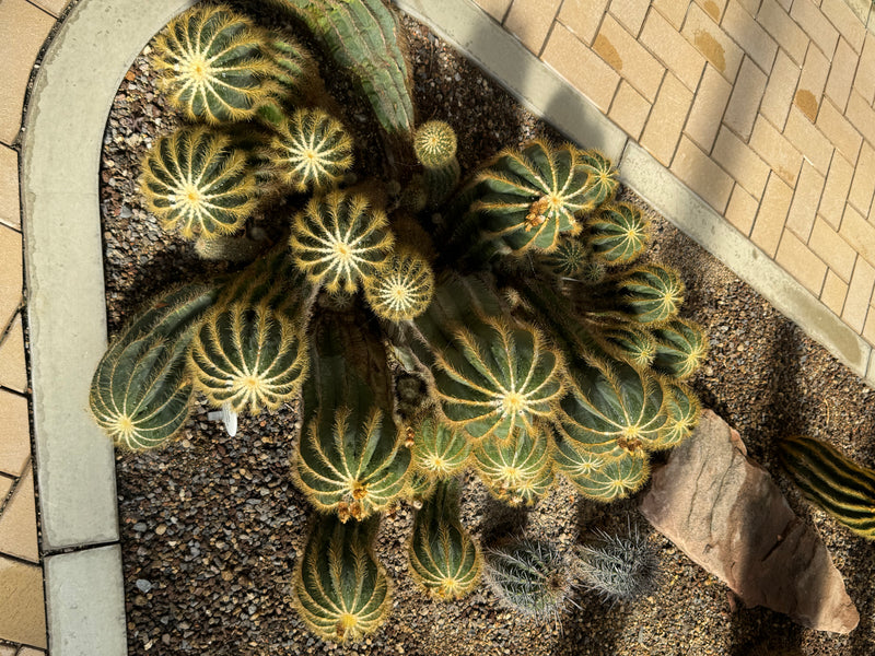 Eine Gruppe von Pracht-Parodien (Parodia magnifica) wächst in einem Kiesbeet neben gepflastertem Boden, aufgenommen aus der Vogelperspektive.
