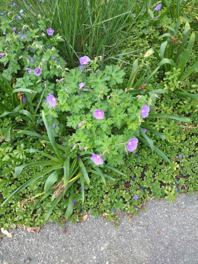 Pracht-Storchschnabel — Bild 1