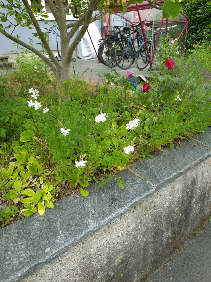Prachtkerze — Bild 5