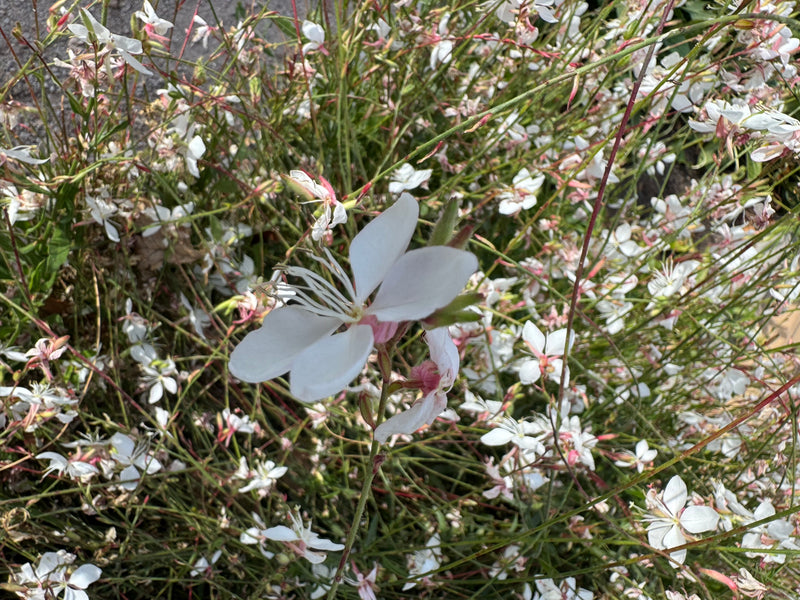 Eine geöffnete, weiße Blüte einer Prachtkerze steht im Vordergrund, während im Hintergrund ein dichter Bestand weiterer Blüten zu sehen ist.