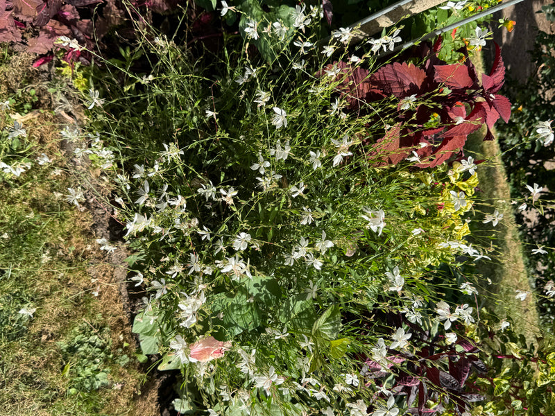 Eine blühende Prachtkerze mit zahlreichen zarten weißen Blüten wächst in einem Gartenbeet neben Buntnesseln.
