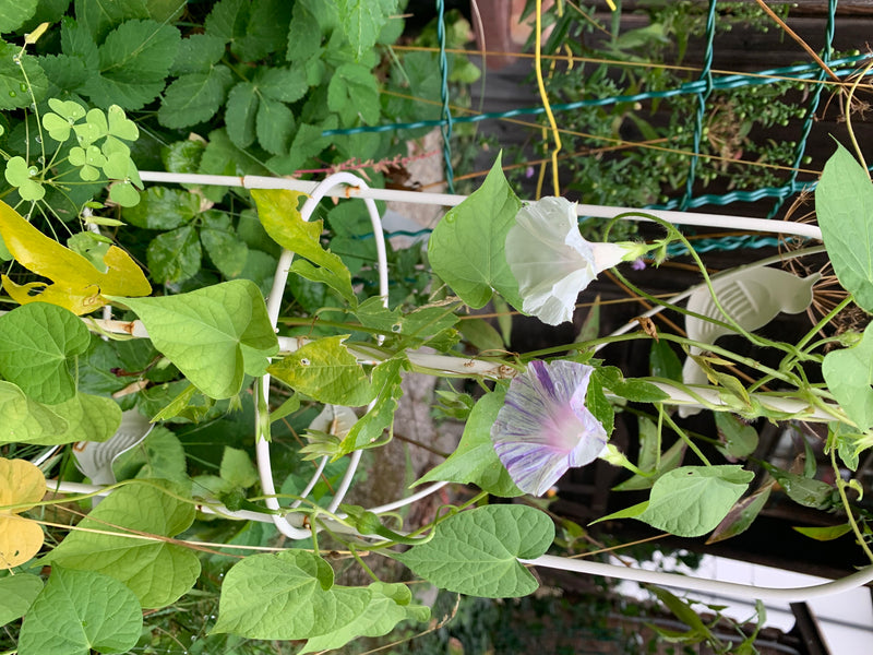 Prunkwinde — Bild 2 von 5
