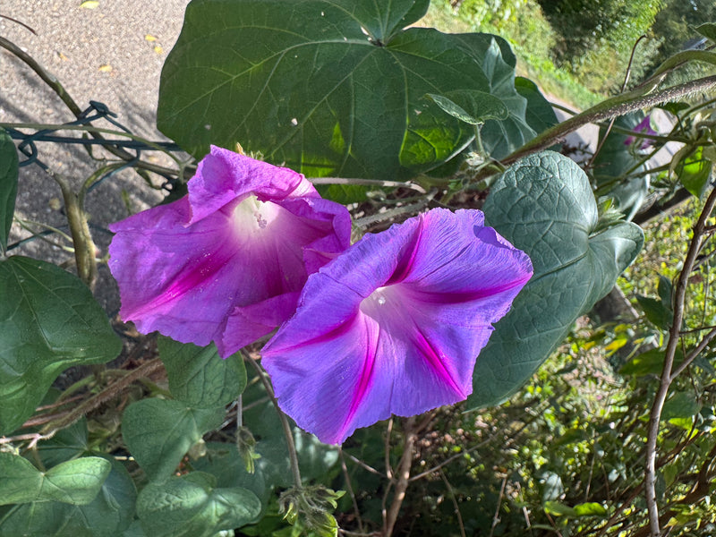 Zwei violett-blaue Trichterblüten einer Prunkwinde wachsen zusammen mit herzförmigen Blättern an einem Drahtzaun.