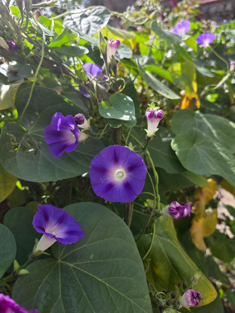 Mehrere leuchtend violette Trichterblüten einer Prunkwinde wachsen inmitten dichter, herzförmiger grüner Blätter.