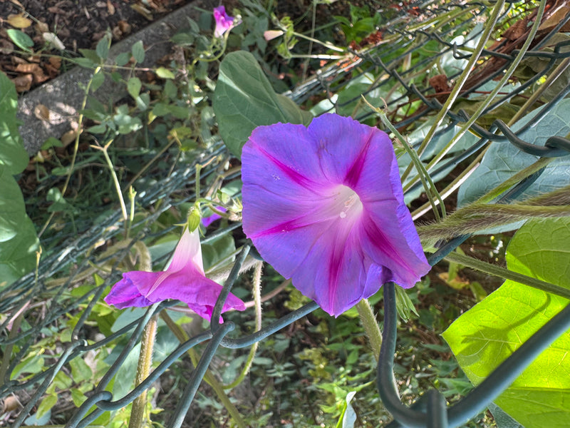 Eine blühende Prunkwinde mit violett-blauer Trichterblüte klettert an einem Maschendrahtzaun.
