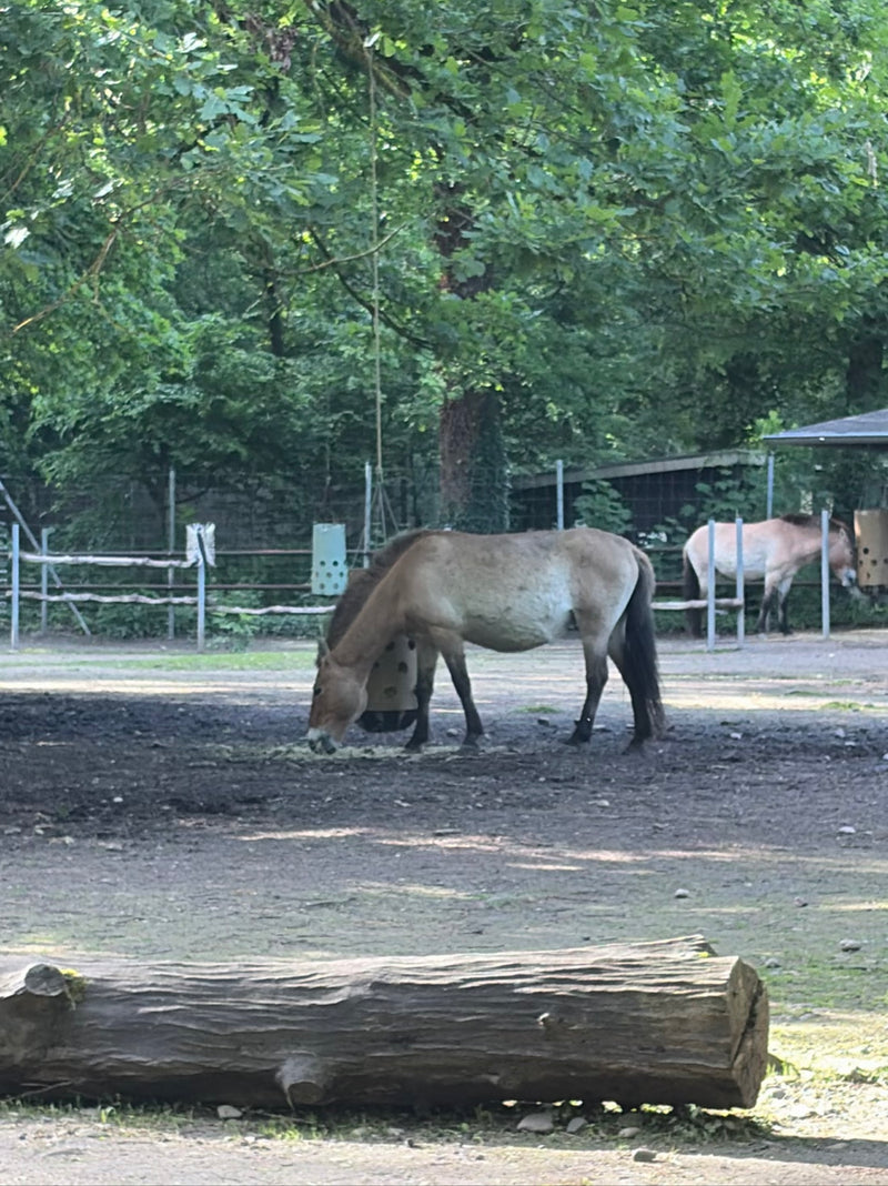 Przewalski-Pferd — Bild 1