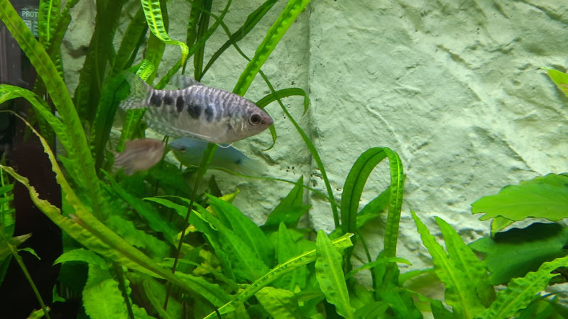 Punktierter Fadenfisch (Marmor-Variante) — Bild 1