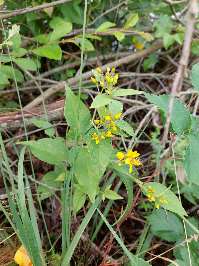Punktierter Gilbweberich — Bild 4