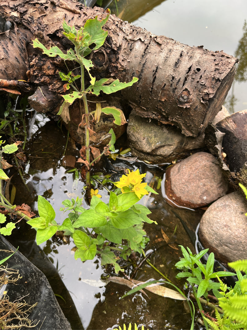 Punktierter Gilbweberich — Bild 1