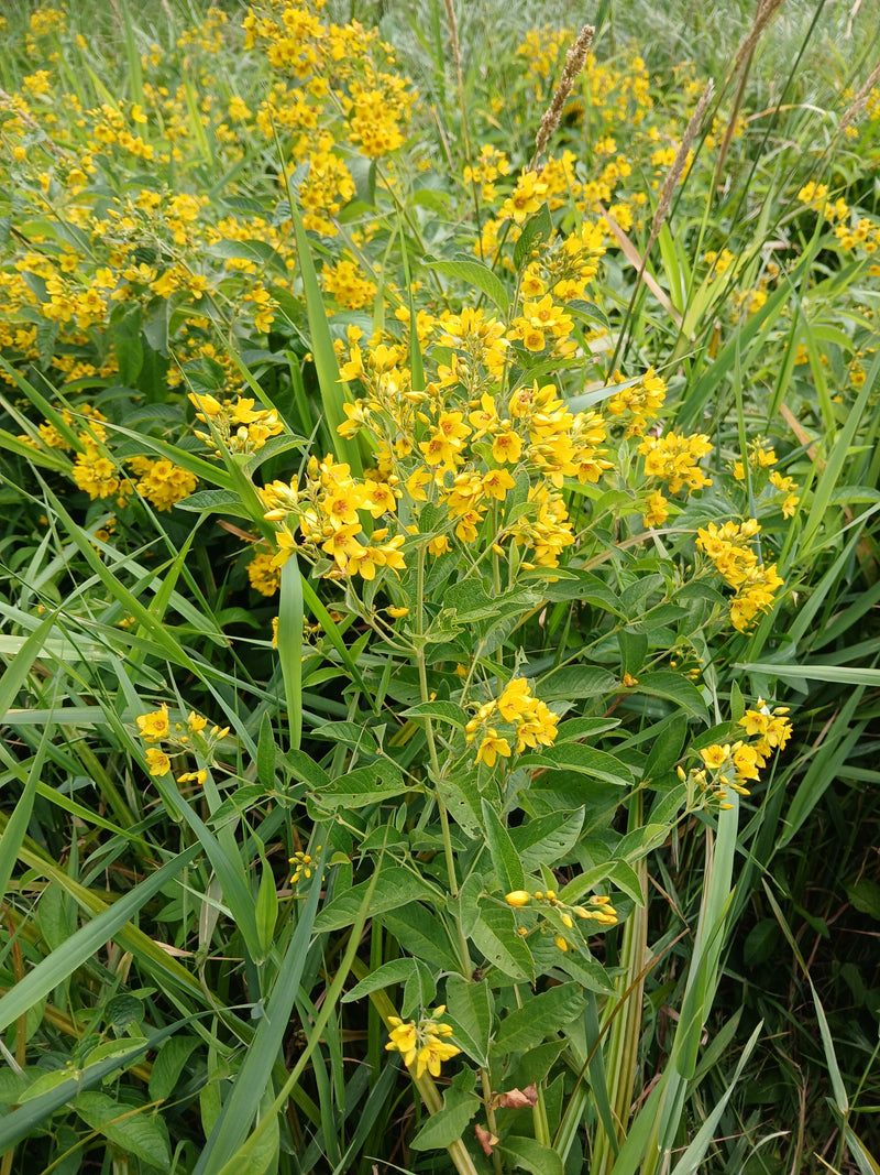 Punktierter Gilbweberich — Bild 2