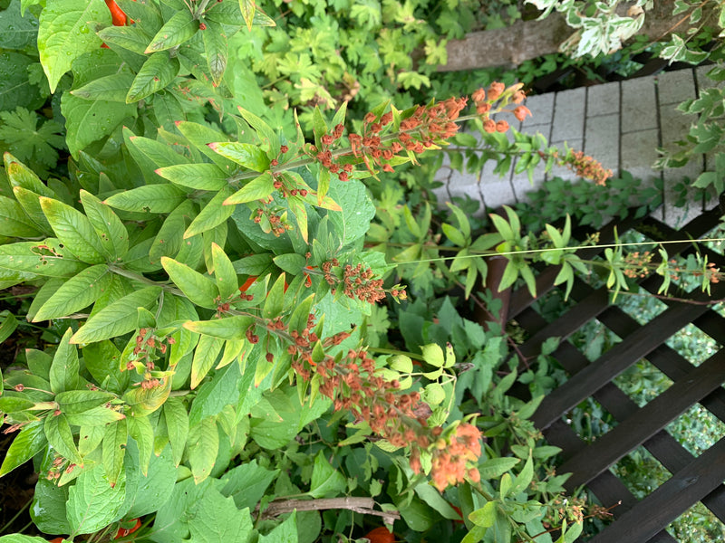 Punktierter Gilbweberich — Bild 5 von 6