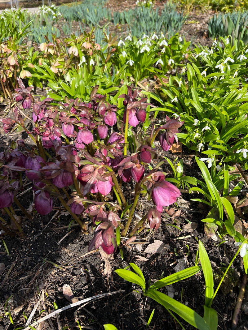 Lenzrose — Bild 1
