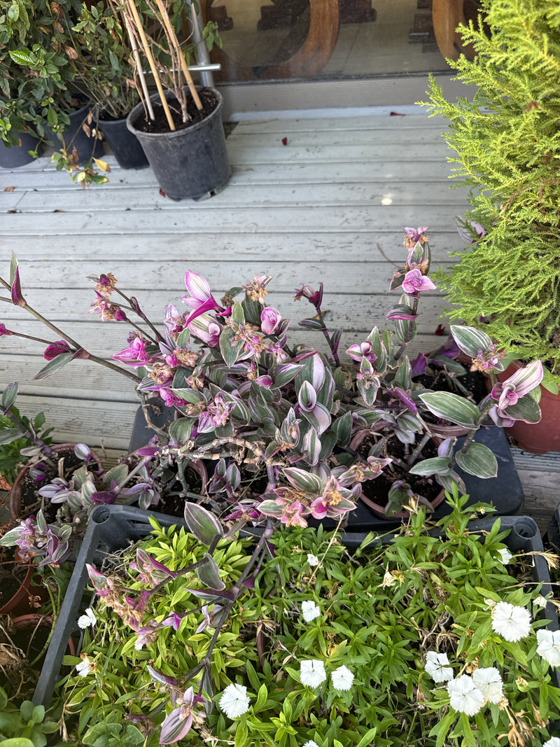 Dreimasterblume — Bild 5