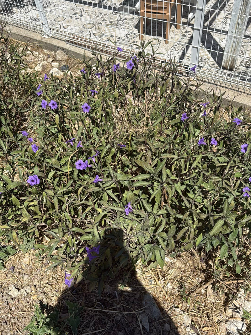 Dreimasterblume — Bild 1