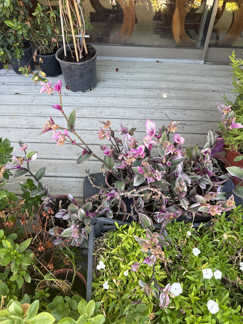 Zu sehen ist eine Dreimasterblume in einem Pflanzentopf auf einer Holzterrasse. Die Pflanze zeigt charakteristische grün-violette Blätter und zarte rosa Blüten.